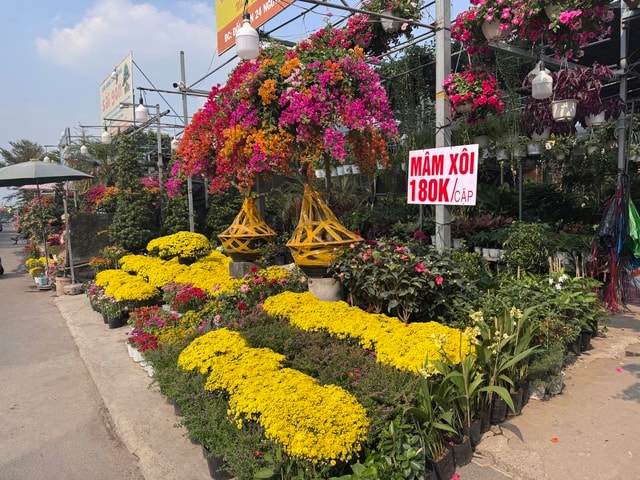 Cúc mâm xôi Tết 2023: Giá cả và sự đa dạng tại TP HCM - Ảnh 1.