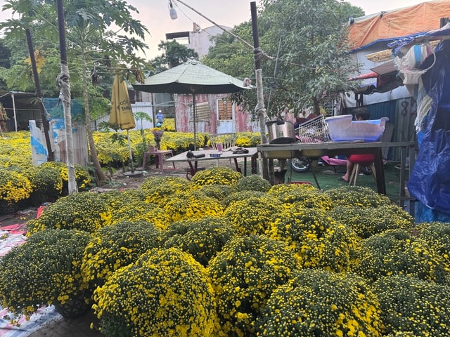 Cúc mâm xôi Tết 2023: Giá cả và sự đa dạng tại TP HCM - Ảnh 6.