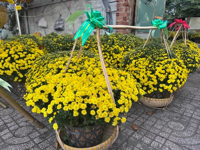 Cúc mâm xôi Tết 2023: Giá cả và sự đa dạng tại TP HCM - Ảnh 10.