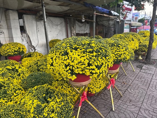 Cúc mâm xôi Tết 2023: Giá cả và sự đa dạng tại TP HCM - Ảnh 9.