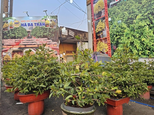 Mai Tết 2023: Các nhà vườn lý giải sự sớm xuất hiện tại TPHCM - Ảnh 5.