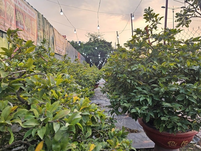 Mai Tết 2023: Các nhà vườn lý giải sự sớm xuất hiện tại TPHCM - Ảnh 8.