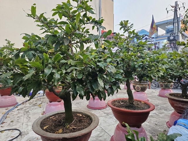 Mai Tết 2023: Các nhà vườn lý giải sự sớm xuất hiện tại TPHCM - Ảnh 3.