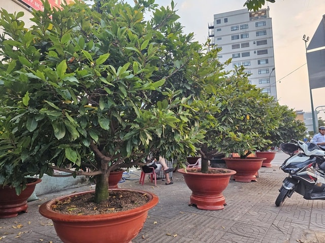 Mai Tết 2023: Các nhà vườn lý giải sự sớm xuất hiện tại TPHCM - Ảnh 1.