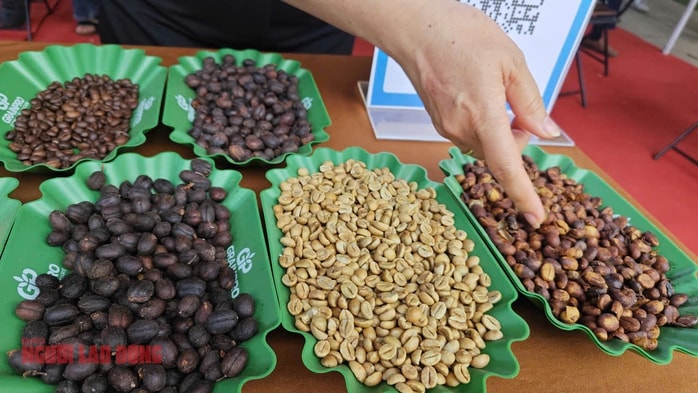 Giá cà phê hôm nay tăng đồng loạt , Dự báo xu hướng trước Tết 2023 - Ảnh 2.