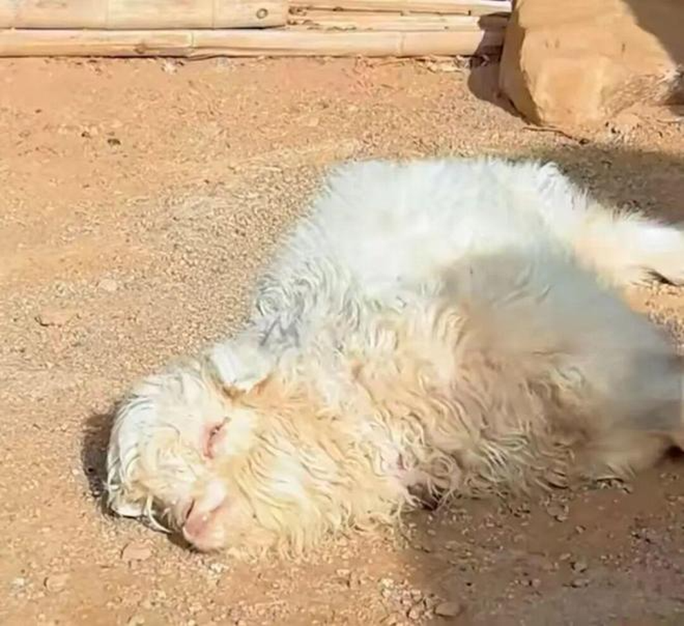 Trung Quốc: Tranh nhau mua con cừu biết giả chết khi gặp người lạ - 1 Trung Quốc: Tranh nhau mua con cừu biết giả chết khi gặp người lạ - 1