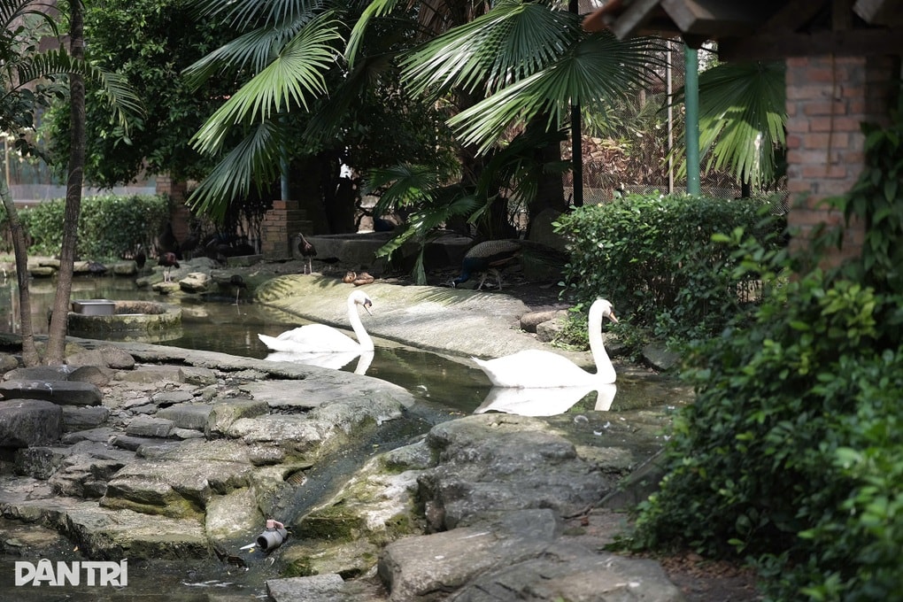 Thiên nga trắng sau vụ trộm: Lo bị stress, sẽ cách ly chăm sóc đặc biệt - 4