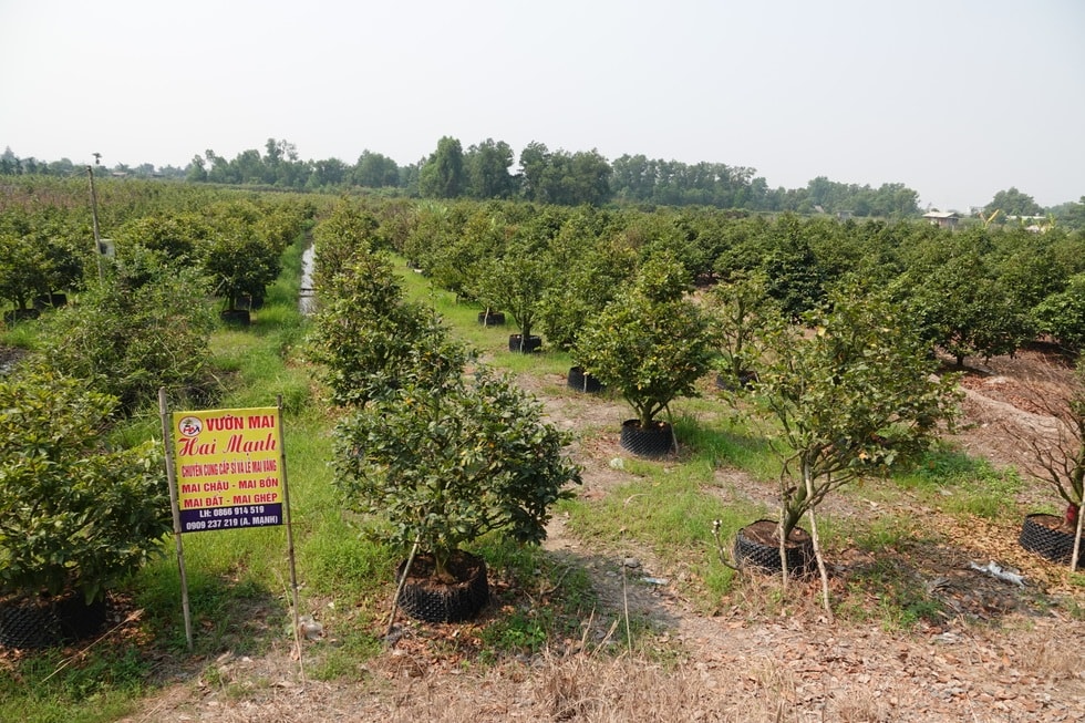 Ngóng mãi không thấy khách, chủ vườn mai tiếc hùi hụi thời hoàng kim - 7 Ngóng mãi không thấy khách, chủ vườn mai tiếc hùi hụi thời hoàng kim - 7