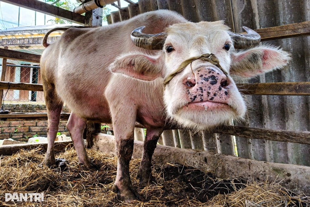 Trâu hồng lạ mắt mang lại cơ nghiệp sung túc cho chủ nuôi - 1