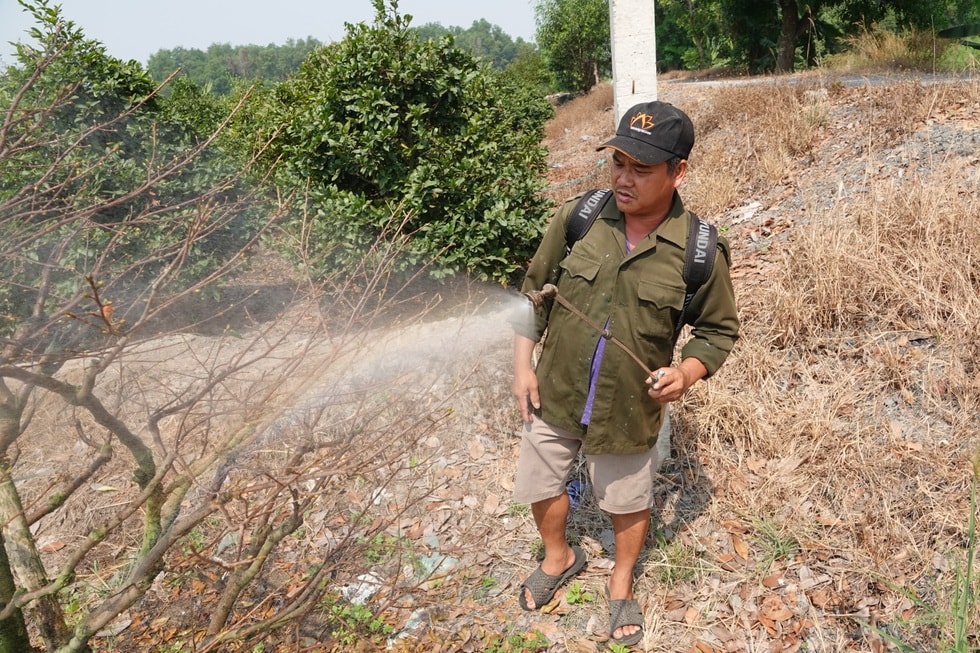 Ngóng mãi không thấy khách, chủ vườn mai tiếc hùi hụi thời hoàng kim - 8 Ngóng mãi không thấy khách, chủ vườn mai tiếc hùi hụi thời hoàng kim - 8
