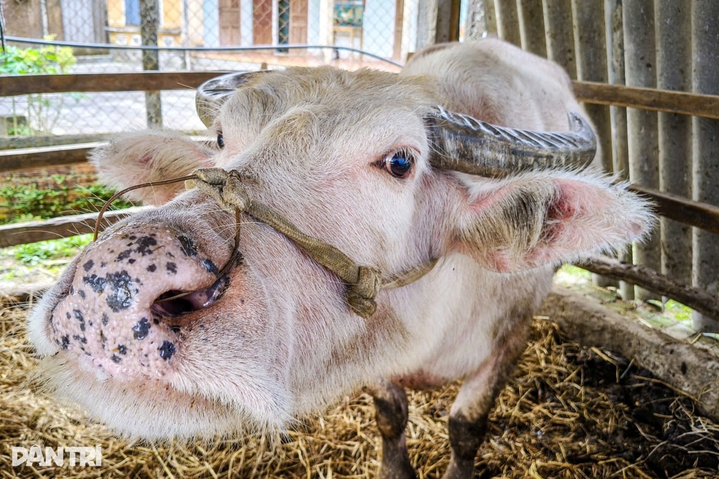 Trâu hồng lạ mắt mang lại cơ nghiệp sung túc cho chủ nuôi - 2