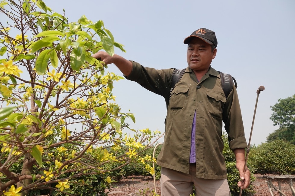 Ngóng mãi không thấy khách, chủ vườn mai tiếc hùi hụi thời hoàng kim - 4 Ngóng mãi không thấy khách, chủ vườn mai tiếc hùi hụi thời hoàng kim - 4