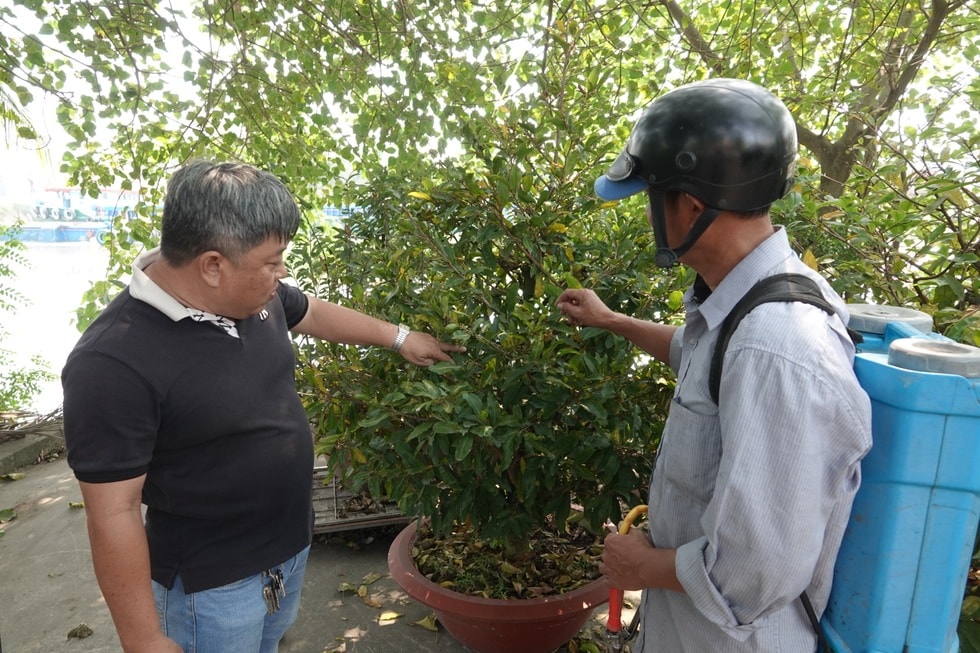 Ngóng mãi không thấy khách, chủ vườn mai tiếc hùi hụi thời hoàng kim - 10 Ngóng mãi không thấy khách, chủ vườn mai tiếc hùi hụi thời hoàng kim - 10