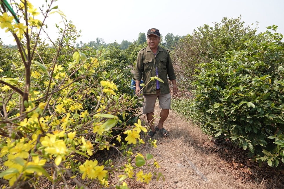 Ngóng mãi không thấy khách, chủ vườn mai tiếc hùi hụi thời hoàng kim - 5 Ngóng mãi không thấy khách, chủ vườn mai tiếc hùi hụi thời hoàng kim - 5