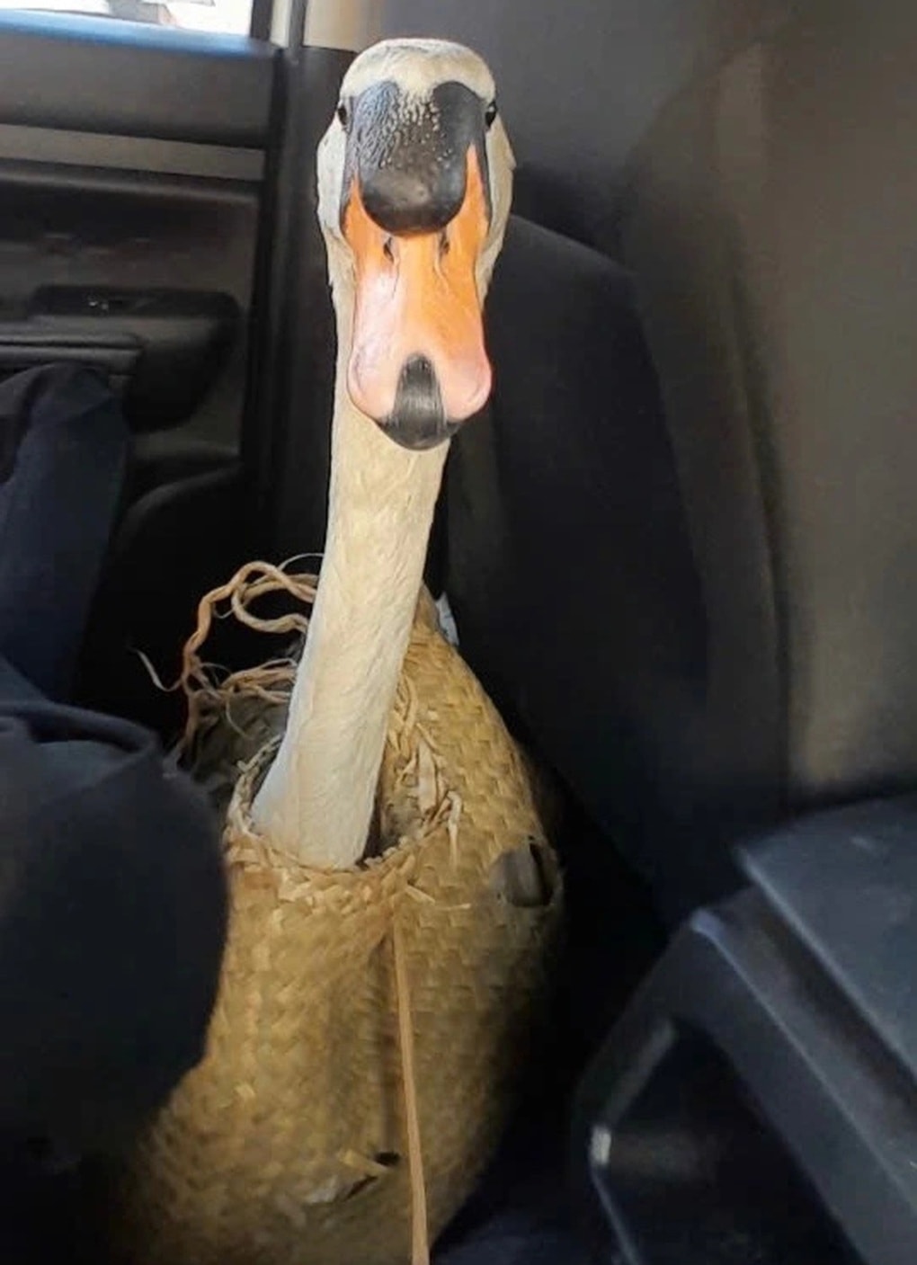 Thiên nga trắng sau vụ trộm: Lo bị stress, sẽ cách ly chăm sóc đặc biệt - 2