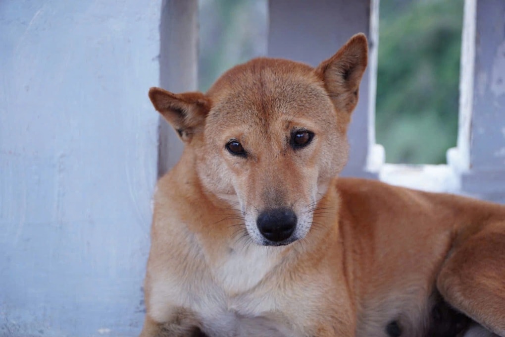 Chú chó ở Phú Yên gây sốt vì chỉ đường cho khách như hướng dẫn viên - 5 Chú chó ở Phú Yên gây sốt vì chỉ đường cho khách như hướng dẫn viên - 5