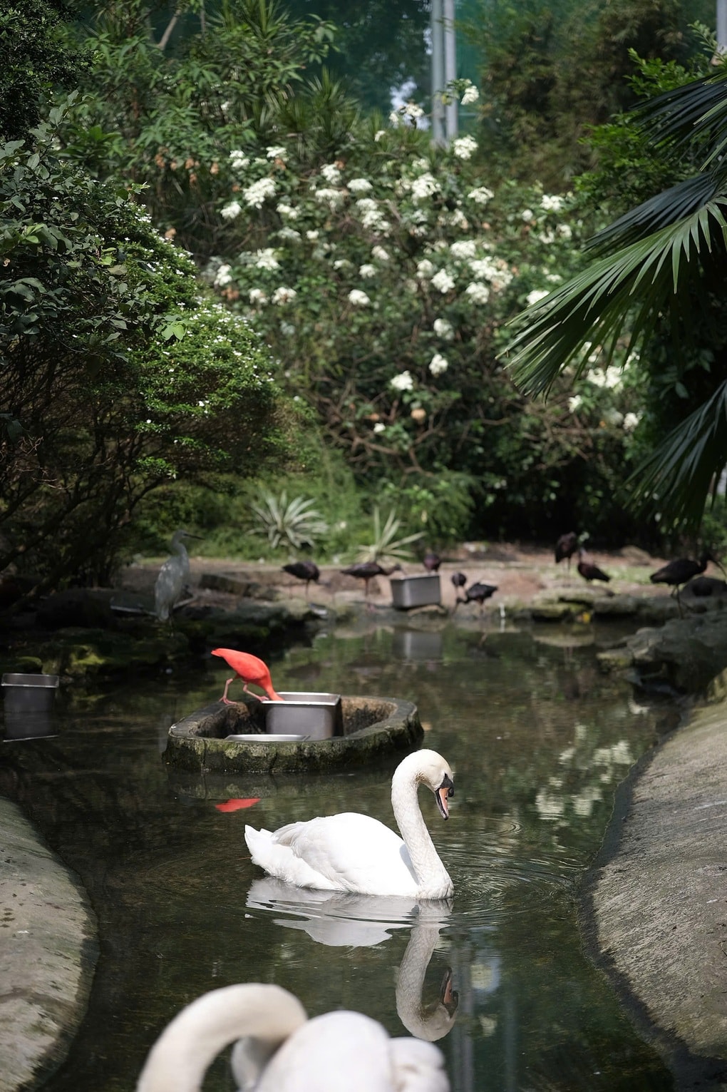 Thiên nga trắng sau vụ trộm: Lo bị stress, sẽ cách ly chăm sóc đặc biệt - 3