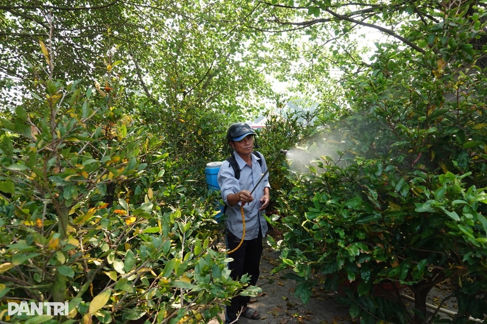 Ngóng mãi không thấy khách, chủ vườn mai tiếc hùi hụi thời hoàng kim - 1 Ngóng mãi không thấy khách, chủ vườn mai tiếc hùi hụi thời hoàng kim - 1