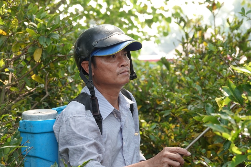 Ngóng mãi không thấy khách, chủ vườn mai tiếc hùi hụi thời hoàng kim - 9 Ngóng mãi không thấy khách, chủ vườn mai tiếc hùi hụi thời hoàng kim - 9