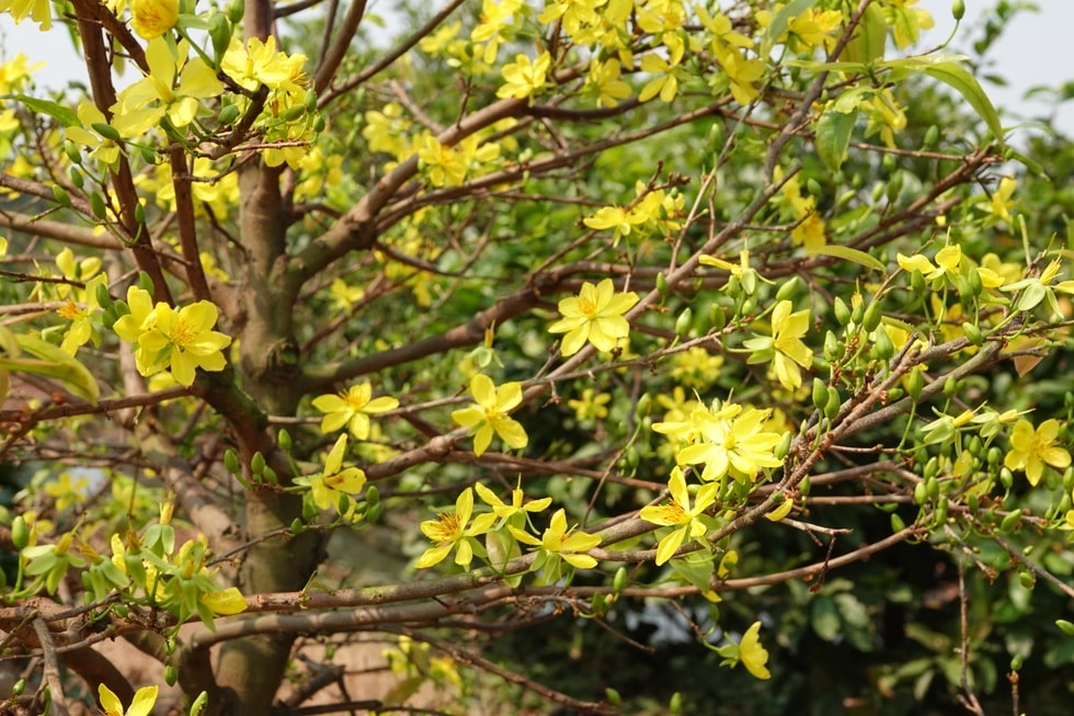 Ngóng mãi không thấy khách, chủ vườn mai tiếc hùi hụi thời hoàng kim - 3 Ngóng mãi không thấy khách, chủ vườn mai tiếc hùi hụi thời hoàng kim - 3