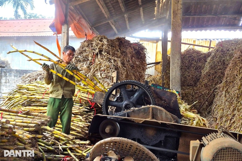 Kiếm tiền mát tay, rủng rỉnh sắm Tết nhờ vụ mía cuối năm - 2
