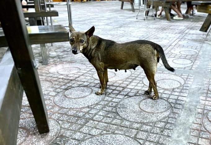 Chó thả rông, không rọ mõm cũng là nguyên nhân dễ khiến nhiều người bị cắn. Ảnh: Diệu Thuần