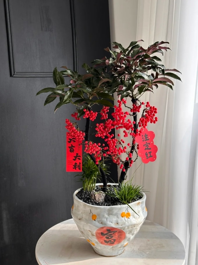 Kim ngân lượng với bố cục nhiều tầng với thân, tán lá và chùm quả đỏ phân lớp rõ ràng. Quả đỏ mọc dày tạo mảng màu nổi bật, phù hợp đặt ở góc phòng khách hoặc gần cửa sổ để tận dụng ánh sáng tự nhiên. Ảnh: Xiaohongshu