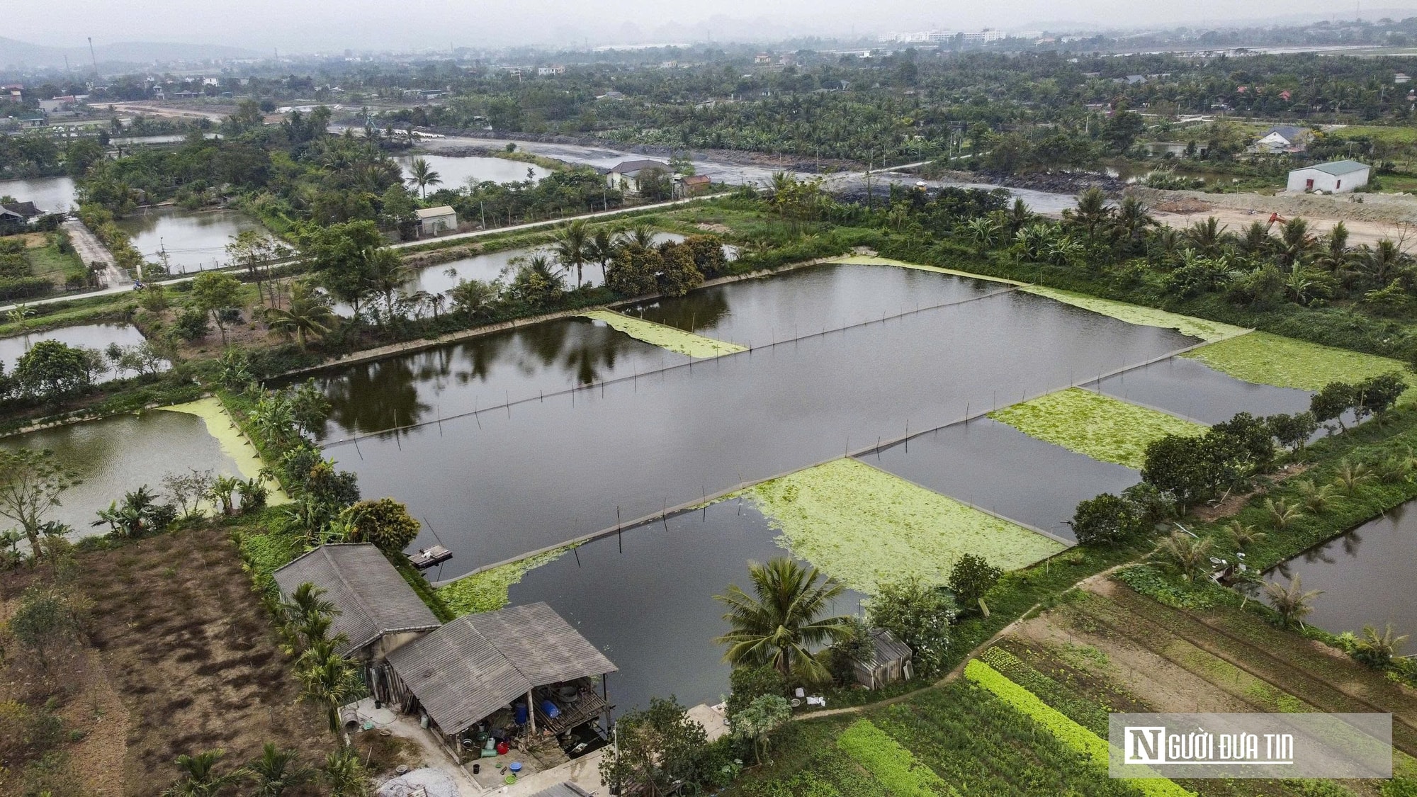 Nuôi con “biết nhảy” trên ruộng lúa, nhiều nông dân thu nhập tăng gấp 5 lần- Ảnh 1.