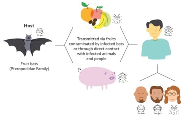Sở Tp.HCM thông tin về tình hình, phương án phòng chống bệnh do virus Nipah- Ảnh 1.