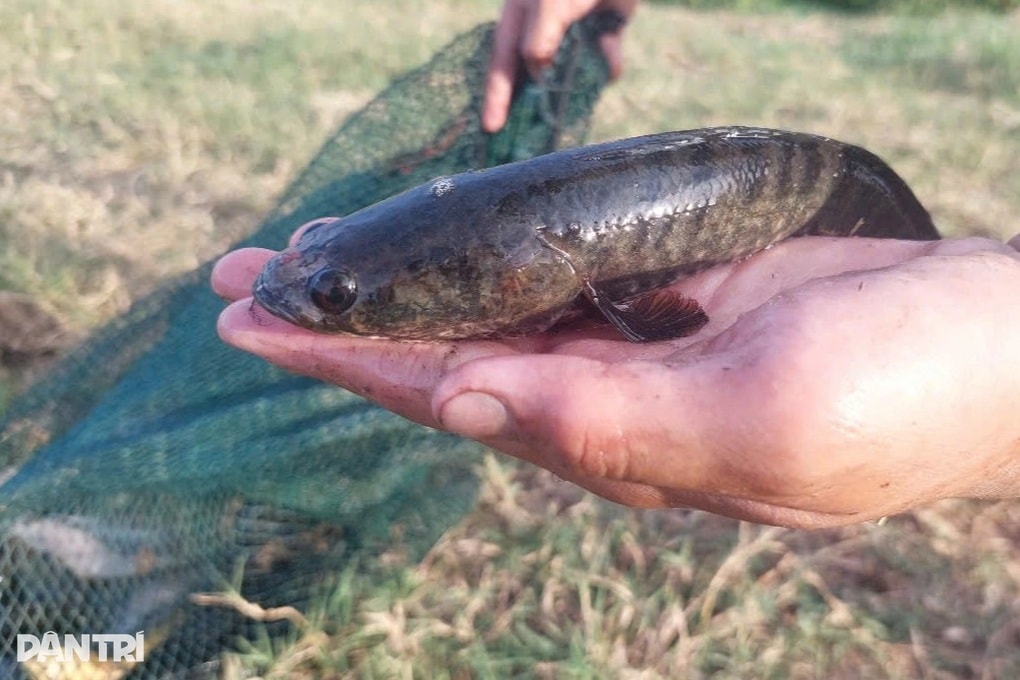 Ngư dân điêu đứng vì nạn chích điện, tận diệt kho báu vùng đầm - 2