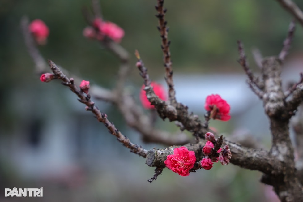 Lạng Sơn: Ông chủ mở quán cà phê bảo tồn văn hóa, bật mí cách chọn đào đẹp - 8