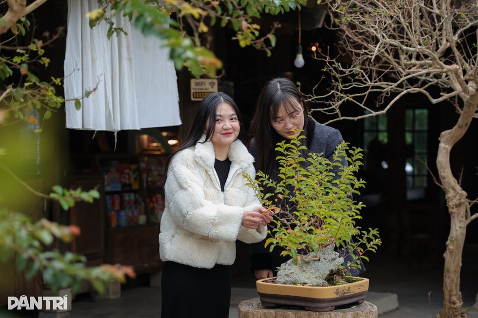 Lạng Sơn: Ông chủ mở quán cà phê bảo tồn văn hóa, bật mí cách chọn đào đẹp - 4