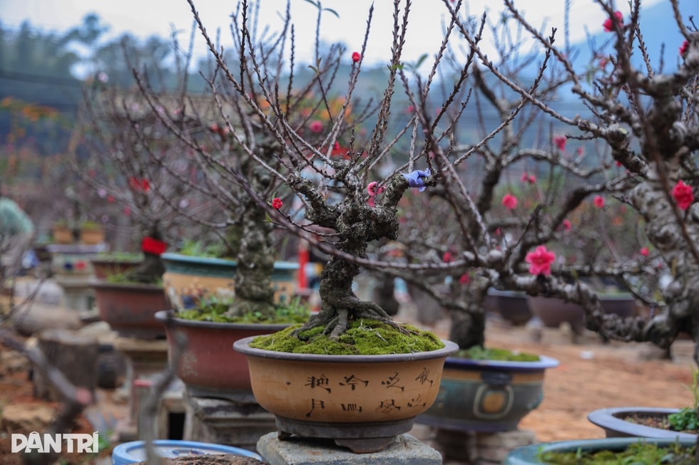 Lạng Sơn: Ông chủ mở quán cà phê bảo tồn văn hóa, bật mí cách chọn đào đẹp - 10