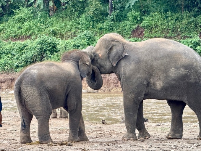 Voi tại Công viên Thiên nhiên Voi, tỉnh Chiang Mai, miền bắc Thái Lan. Ảnh: Reuters