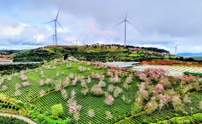 Quang Dũng, diva Hồng Nhung biểu diễn trong Lễ hội Mai anh đào Đà Lạt - Ảnh 1.