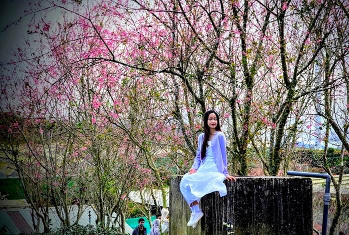 Quang Dũng, diva Hồng Nhung biểu diễn trong Lễ hội Mai anh đào Đà Lạt - Ảnh 4.