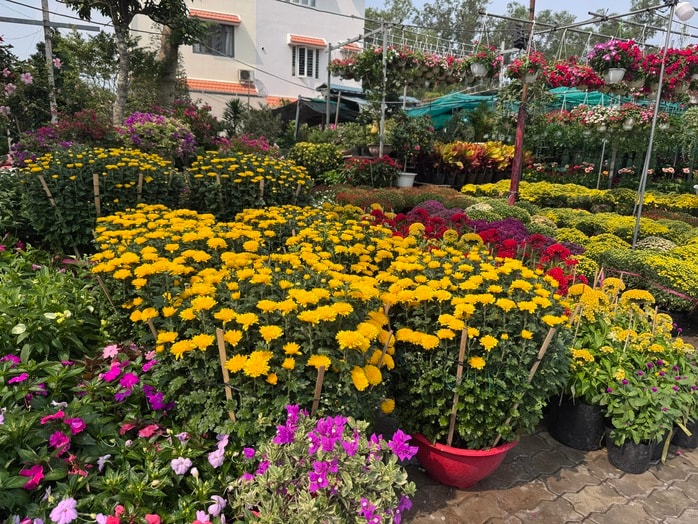 Hoa, kiểng Tết bắt đầu nhộn nhịp - Ảnh 2.