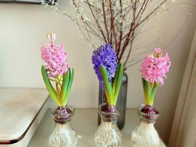 Chơi hoa theo trend, thú vui mới của nhiều chị em đón Tết- Ảnh 3.