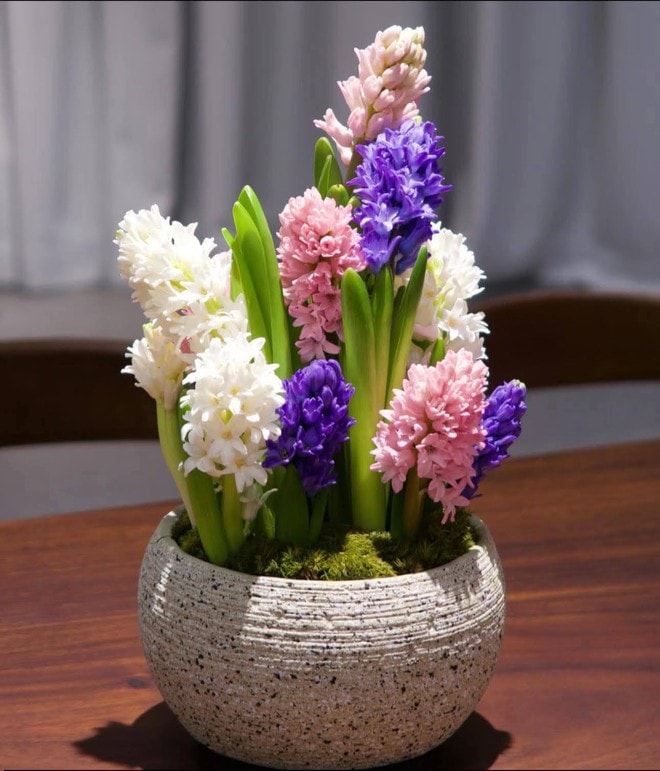 Chơi hoa theo trend, thú vui mới của nhiều chị em đón Tết- Ảnh 2.