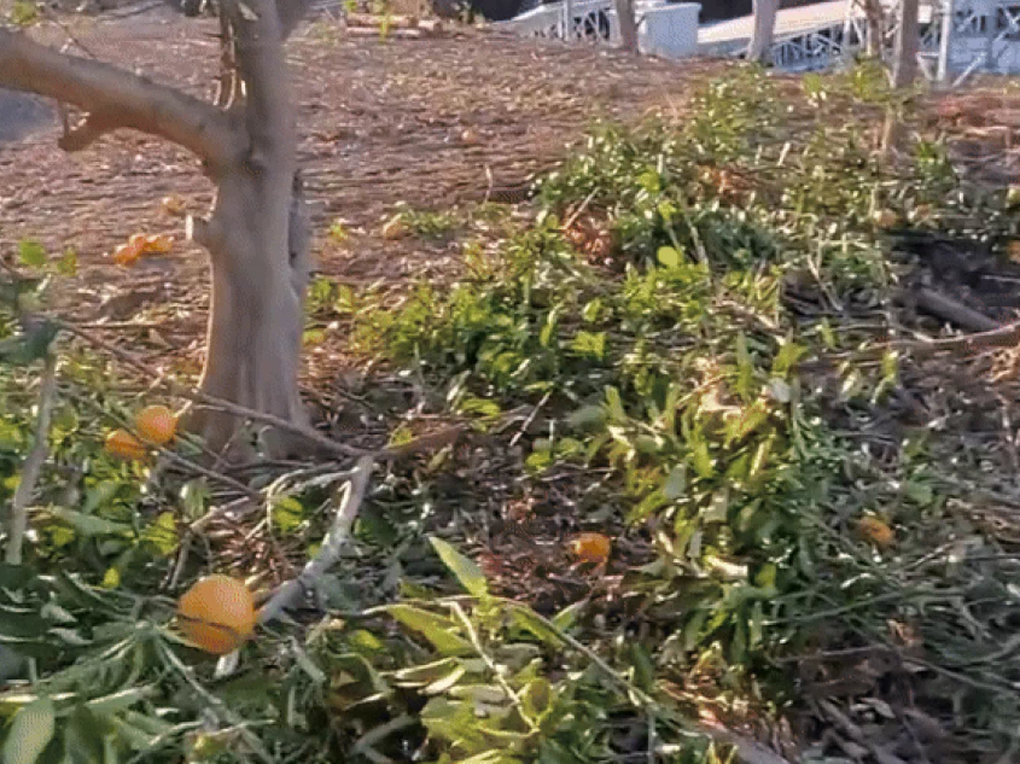 Lao động Việt sốc vì đồng nghiệp Nhật dùng thước đo, cắt hành đúng 5cm - 4