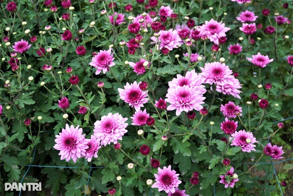 Làm điều không ngờ, lão ngư bị chê gàn dở nay thu trăm triệu sau 3 tháng - 2