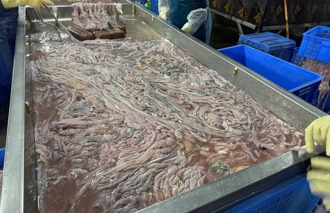 Nhiều đoạn lòng đã chuyển màu, có mùi hôi thối, chuyển màu, cấp đông đã 4-6 tháng sắp bị tuồn ra thị trường. Ảnh: Linh Đan