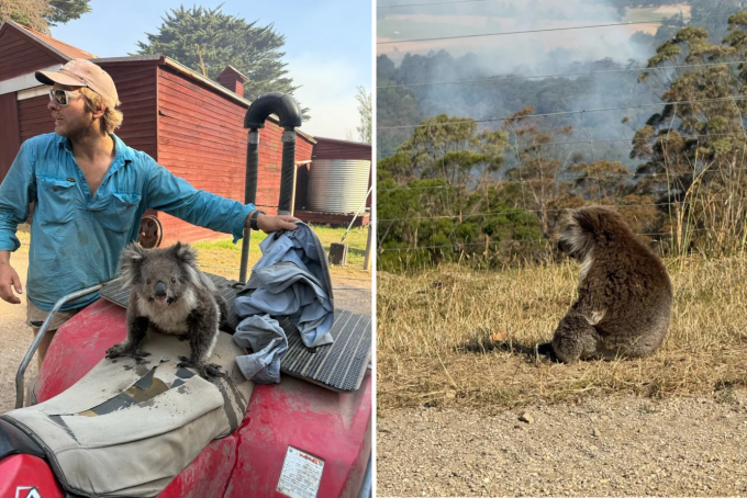 Con koala được gia đình Smith cứu giữa cháy rừng ở Gellibrand, Australia. Ảnh: CNN