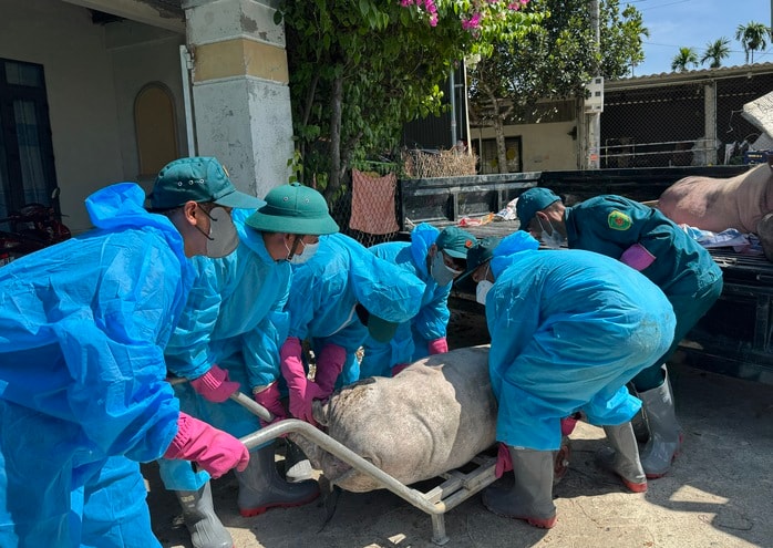 Quảng Ngãi đề nghị Trung ương hỗ trợ 106 tỉ khắc phục hậu quả dịch tả heo châu Phi - Ảnh 1.