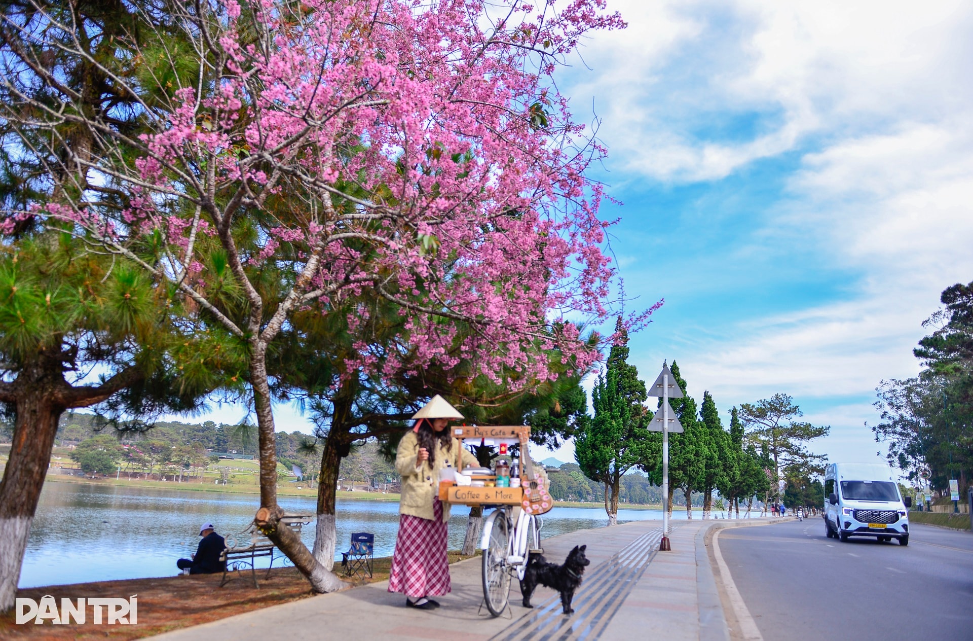 Đà Lạt rực hồng sắc mai anh đào đón Tết Bính Ngọ 2026 - 4
