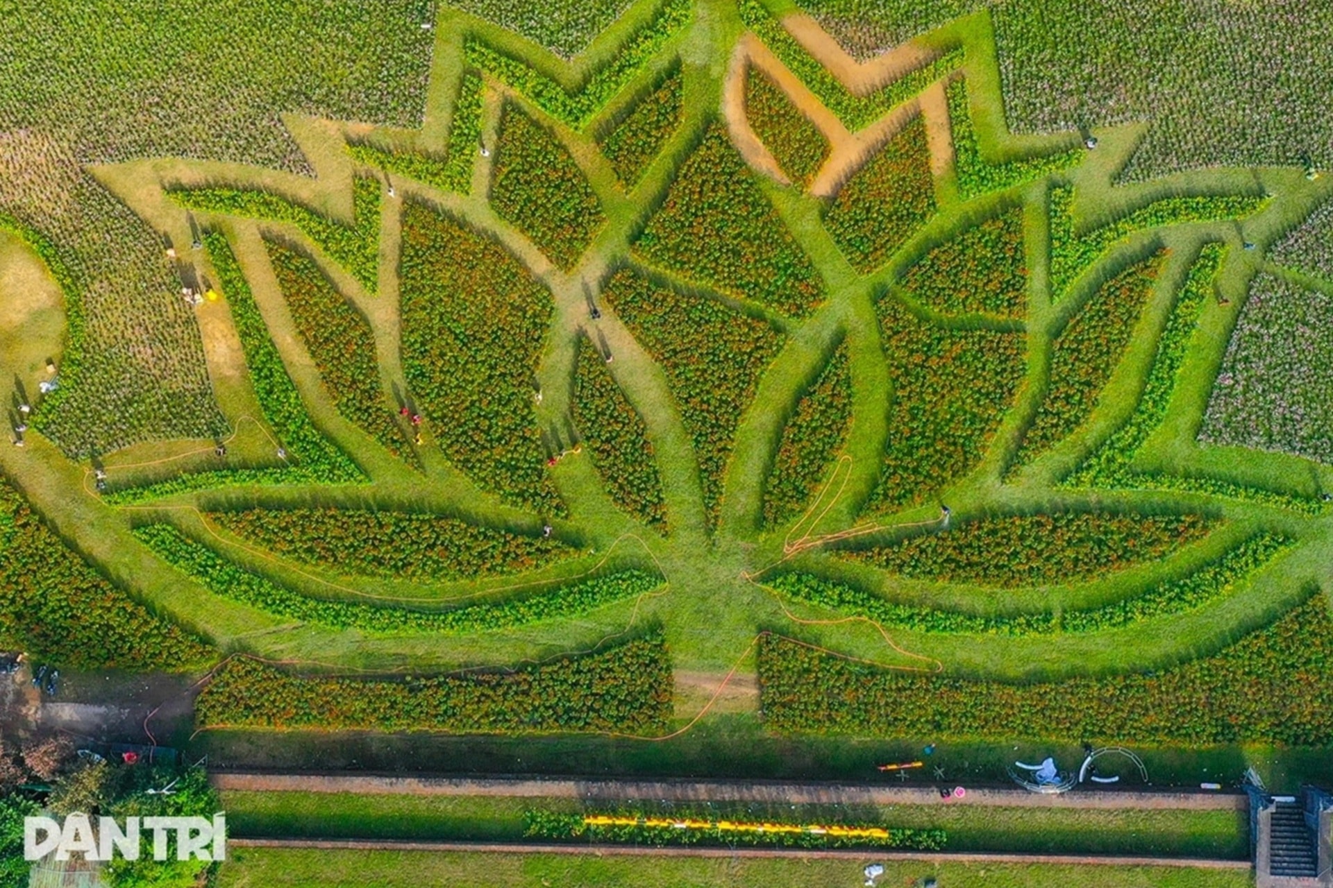 Đóa sen khổng lồ từ 5 vạn chậu hoa ở Kinh thành Huế - 1 Đóa sen khổng lồ từ 5 vạn chậu hoa ở Kinh thành Huế - 1