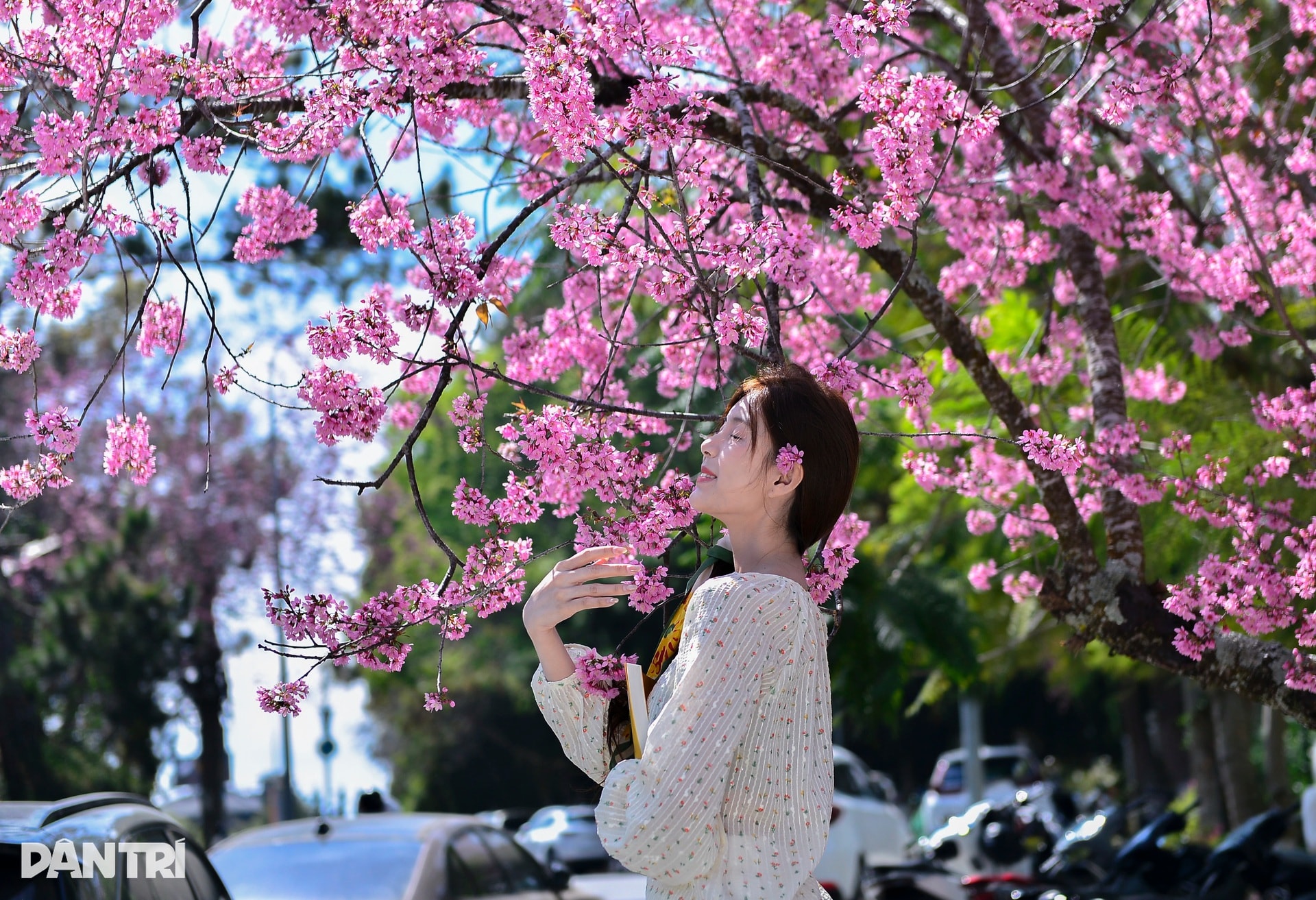 Đà Lạt rực hồng sắc mai anh đào đón Tết Bính Ngọ 2026 - 1