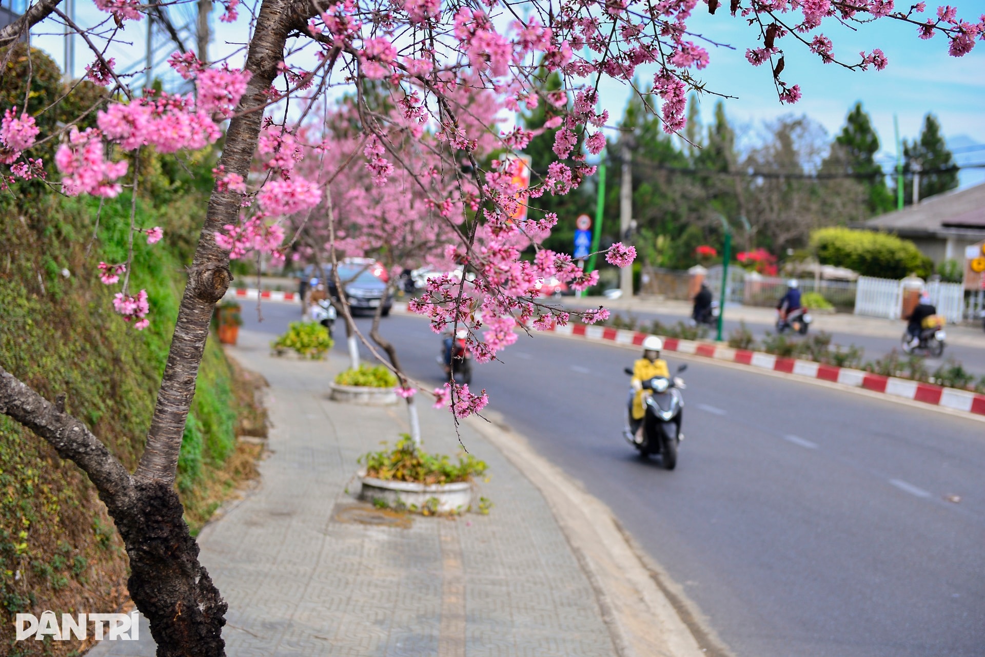 Đà Lạt rực hồng sắc mai anh đào đón Tết Bính Ngọ 2026 - 8