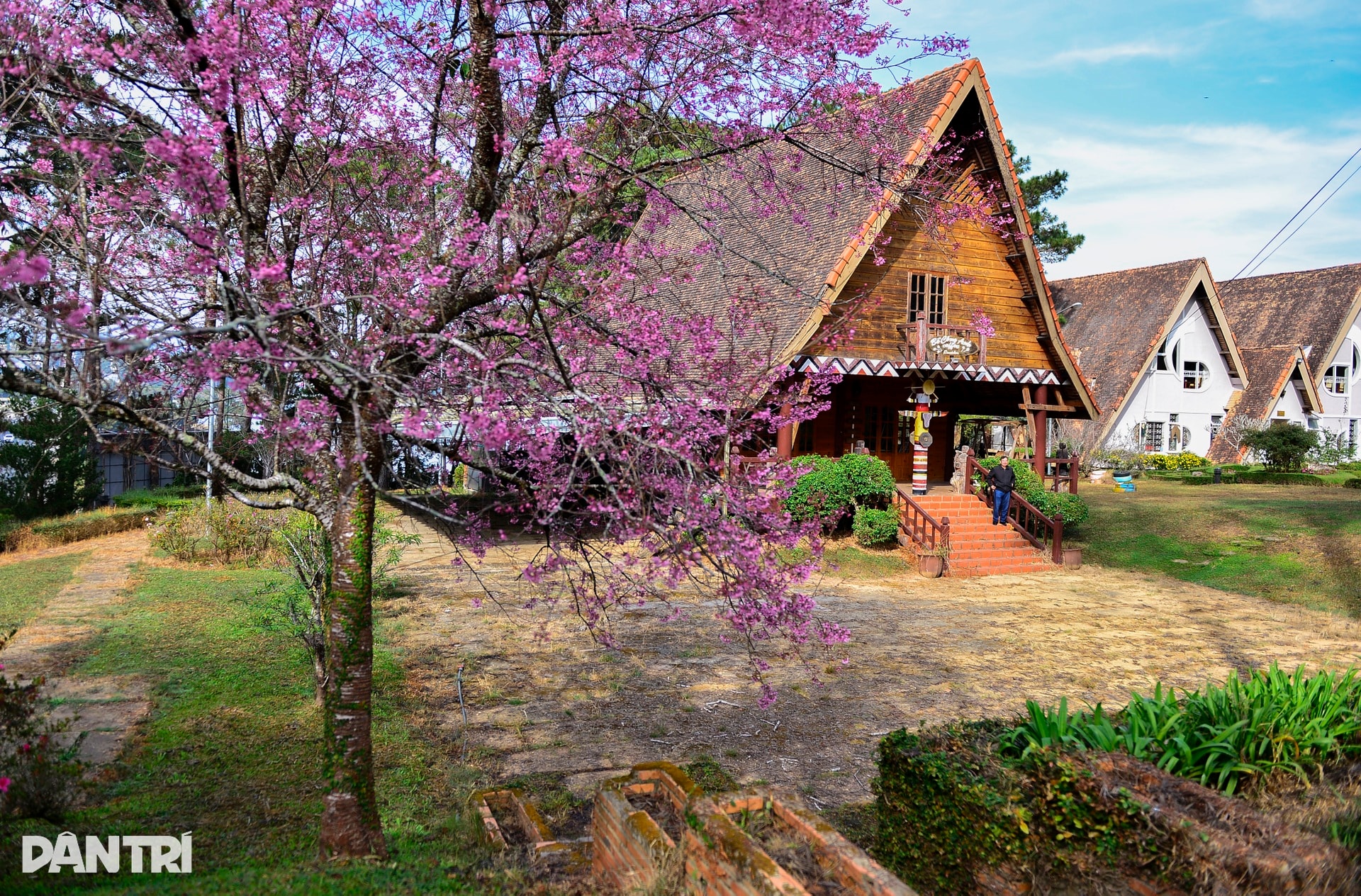 Đà Lạt rực hồng sắc mai anh đào đón Tết Bính Ngọ 2026 - 9