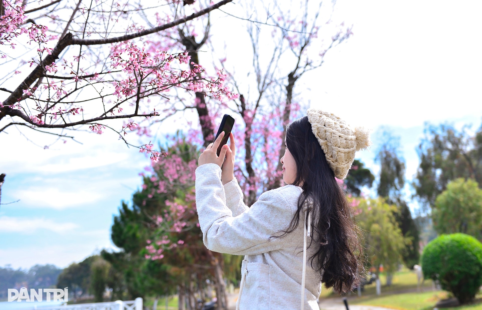 Đà Lạt rực hồng sắc mai anh đào đón Tết Bính Ngọ 2026 - 10